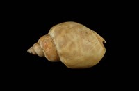 藏品(波部鳳螺)的圖片